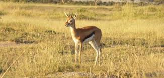 ما هو اسم صغير الغزال موضوع