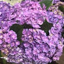 We did not find results for: Lavender Hydrangeas Wholesale Flowers Diy Wedding Flowers