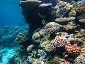 File:Great barrier reef.JPG - Wikipedia