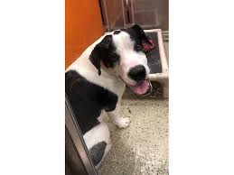 While buying is a preferable option for many, adopting a dog is a noble deed for sure. Great Dane Mix Dog Male Black White 2550064 Petland Norwin Pa