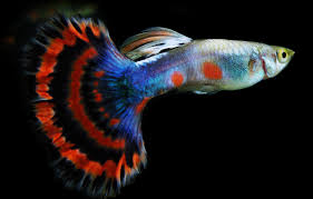Resultado de imagen de GUPPY