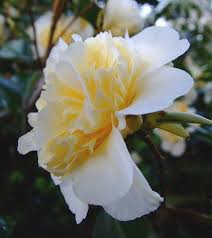 Pin On Gardening