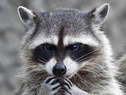 Some of the ways to get rid of raccoons include: Why Raccoons Are So Hard To Get Rid Of