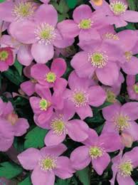 Check spelling or type a new query. Clematis Montana Veitch Anemonen Waldrebe Veitch Berg Waldrebe Veitch