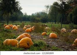Image result for giant pumpkin