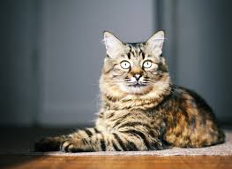Check spelling or type a new query. What Can You Do If Your Cat Has Diabetes Checkup
