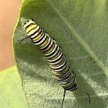 Celebrate Monarch Day