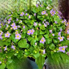 Image result for Exacum