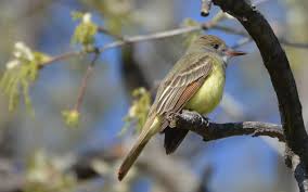 Top 12 different type of parrot and name. Kentucky Birds
