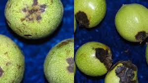 Image result for Walnut blight