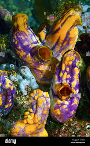 Goldmouth sea squirt or Ink-spot sea squirt (Polycarpa aurata), Walindi,  Papua New Guinea Stock Photo - Alamy