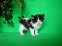 Black And White Ragdoll Cat Ragdoll Kittens Black And White Water Sky Ragdoll Kitten Kittens Ragdoll