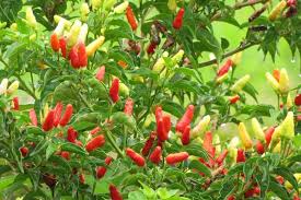 Image result for Capsicum frutescens