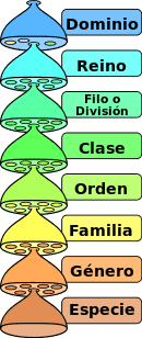 Pin By Eduardo Sanchez On Reinos Y Dominios De La Naturaleza Taxonomy Biology Biology Major Science Biology