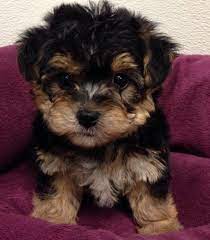 Petland Novi Petland Blog Puppies Cute Puppies Breeds