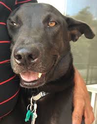 Choose your ideal dog breed based on your lifestyle preferences. Hope Dog Rescue Kopi Is Unwanted