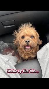 Bear and Mac (@mac_n_bear)