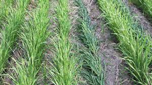 May 26 crop report released