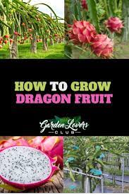 Dragon Fruit Plant Care Guide On How To Grow Dragon Fruit Dragon Fruit Plant How To Grow Dragon Fruit Dragon Fruit Garden