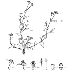 Image result for Cyanotis longifolia