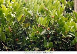 Image result for Diospyros gabunensis