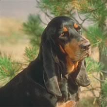 Black And Tan Coonhound Puppies For Sale In Ky Puppyfind Black And Tan Coonhound Puppies For Sale