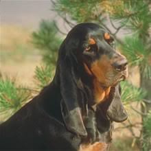 This is the price you can expect to budget for a bluetick coonhound with papers but without breeding rights nor show quality. Puppyfind Black And Tan Coonhound Puppies For Sale