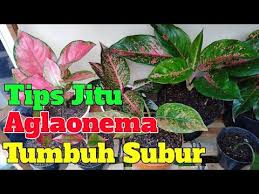 Tips Merawat Tanaman Aglaonema Tumbuh Subur Dan Tampil Menawan Youtube Di 2020 Kesuburan Tanaman