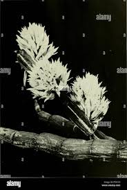 Image result for Ophioglossum gomezianum