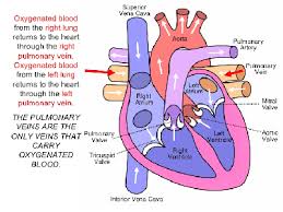 Lung cancer is the most frequently diagnosed cancer and the leading cause of cancer death among males worldwide. Pulmonary Embolism Heart Attack Study Com
