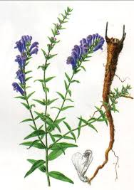 Pin On Food Supplements Scutellaria Extract Scutellarin