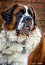 Pin By Syleena M On Nature Pics Animals St Bernard Puppy Saint Bernard Dog St Bernard Dogs