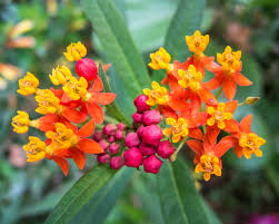 Image result for Apocynaceae subfamilies Asclepiadoideae and Secamonoideae