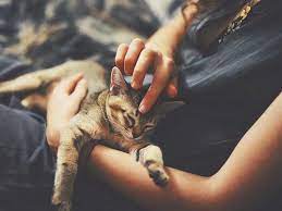 Read more about it now Cat Allergies Symptoms And Treatment