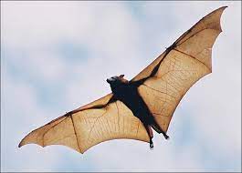 However, costs can vary widely based on the age, breed and health of your dog. Bat In Flight Keeping An Ear Out For Mosquitos And Other Insects Bat Pictures Scary Creature Bat Mammal