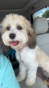 Hi all! I just wanted to introduce myself and share a photo that I took of  8 month old Harley (aka legs!)