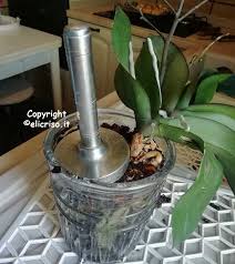 Agosto, pianta mia non ti conosco! Come Annaffiare Le Orchidee E Quanta Umidita Devono Avere
