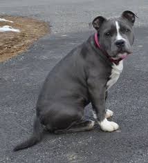 The blue pit is no different from other pit bulls, and it's becoming popular among breeders, but it's still rare to find. Mia The Blue Nose American Bully Pit Pedigree And Lines