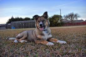 Australian shepherd puppies for sale and dogs for adoption in minnesota, mn. Australian Shepherd German Shepherd Mix The Best Dog K9 Web