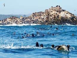 File an i felt it report if you felt the quake! El Grito De Cobquecura Salmonexpert Cl