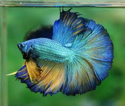 I desaturated the background so he stands out more. Dragon Betta Fish White Dragon King Crown Betta Peixes Ornamentais Peixe Beta Betta