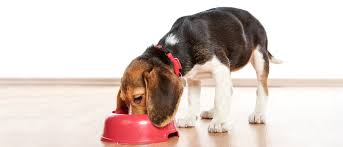 Yeni Yavru Kopeginiz Icin Kontrol Listesi Royal Canin
