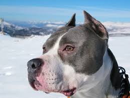 Companionship is even more important, and extensive ongoing socialization is paramount. 27 American Staffordshire Terrier Wallpapers On Wallpapersafari