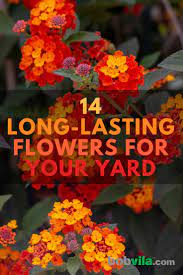 I can't find any definitive information about how and what to do about outdoor grown plants showing pistil laden flowers at only five weeks old. 14 Long Lasting Flowers For Your Yard Bob Vila