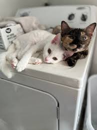 Both female bonded same litter Few months Not fixed/spayed Appointment paid  Dec. Norfolk $50 each or $75 both URGENT 🚨