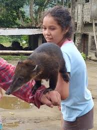 Centro histórico de quito, quito, pichincha, ecuador. Reptil Expediciones La Mana Ecuador Coati Andino O Cusumbo Tejon Andasolo Cuchucho O Nasua Nasua Nasuela Olivasea Facebook