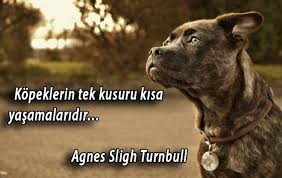 Kopekler Ile Ilgili Sozler 2020 Kopek Hayvan Sozleri Hayvan