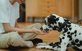 Signs Your Dog Needs a Pet Nutrition