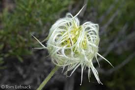 Image result for Clematis hirsuta