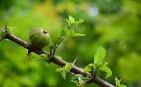 Image result for Catunaregam